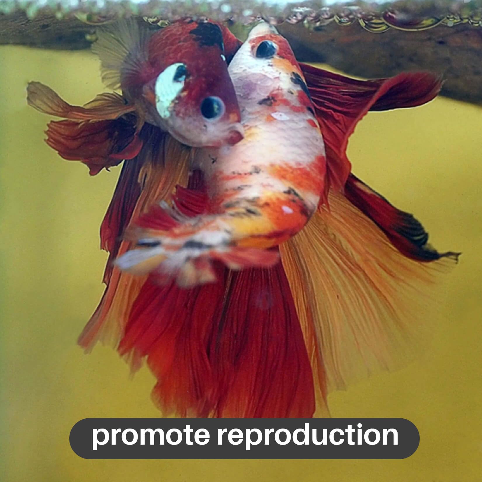 Sukh apoya reproducción: hojas pueden ayudar a condiciones de crianza de Bettas.