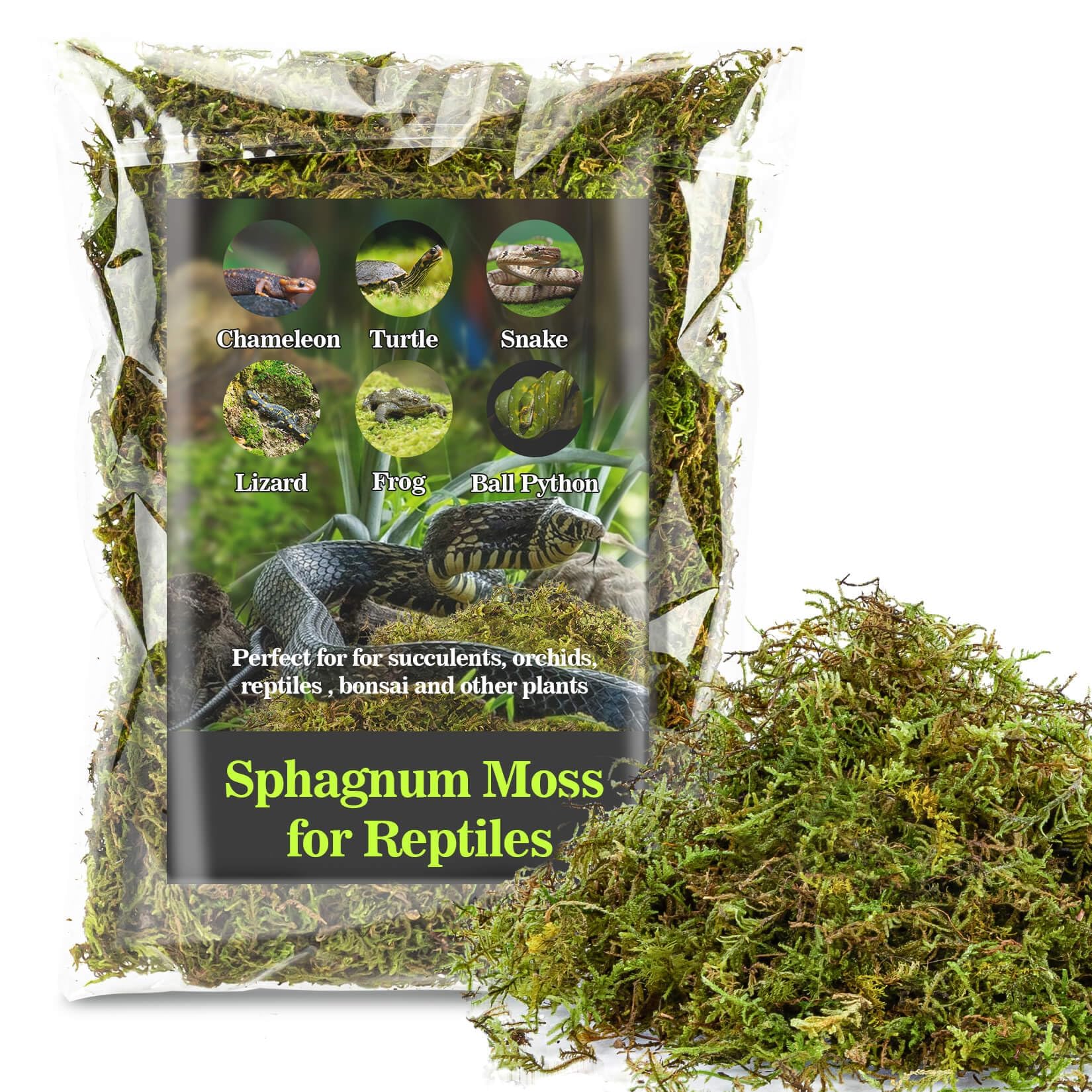 Sukh Sphagnum Moss en terrario para humedad estable y hábitat natural