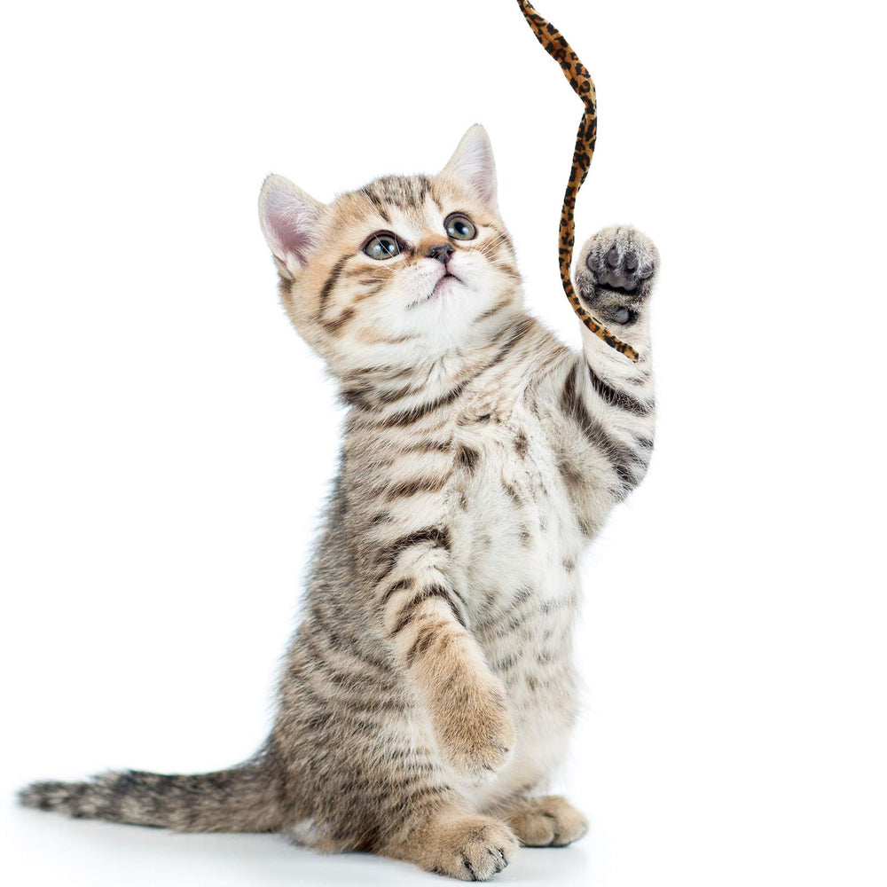 Sumind regalo para gato, teaser para horas de entretenimiento.