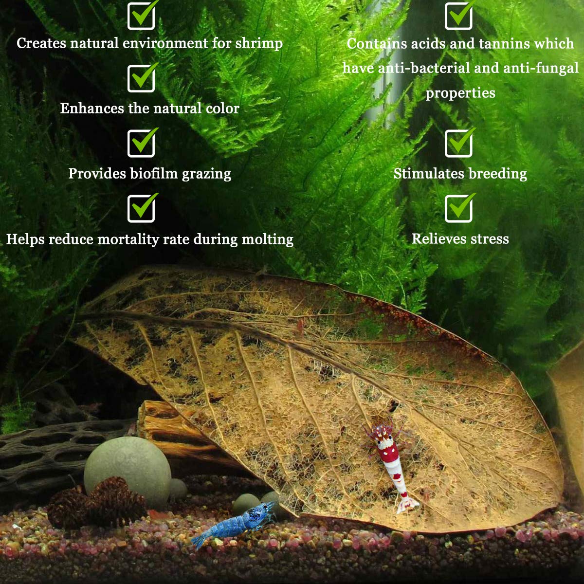 SunGrow hojas ofrecen alimento natural al descomponerse ligeramente en el agua.