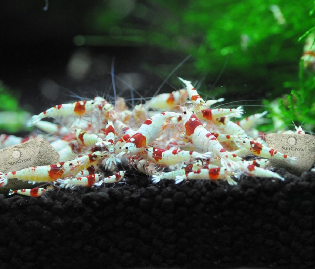 Camarones Amano usando rocas SunGrow para un entorno estable.