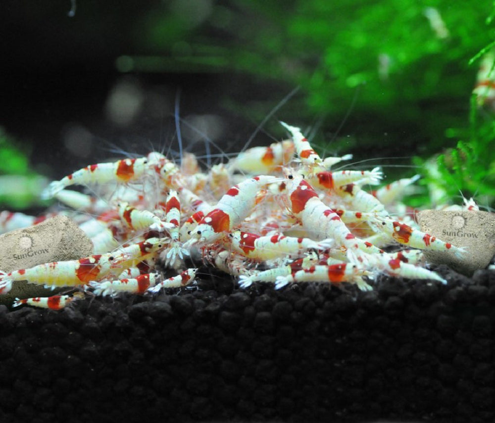 Camarones Amano usando rocas SunGrow para un entorno estable.