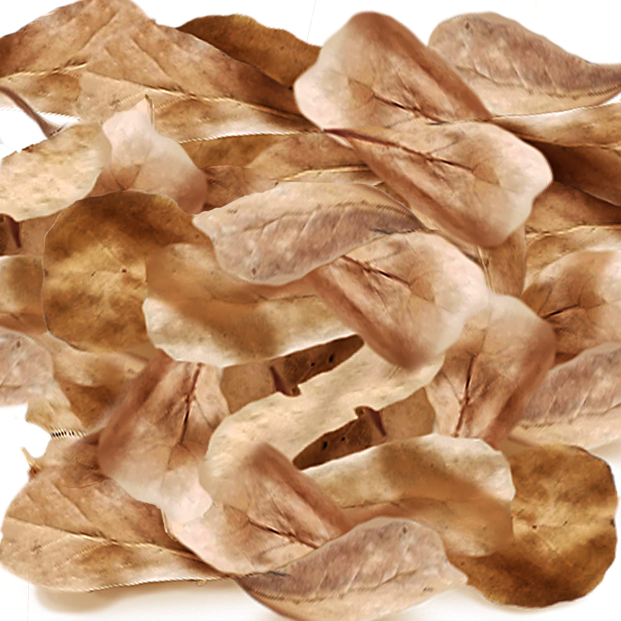 SunGrow Catappa agua con tono ámbar suave