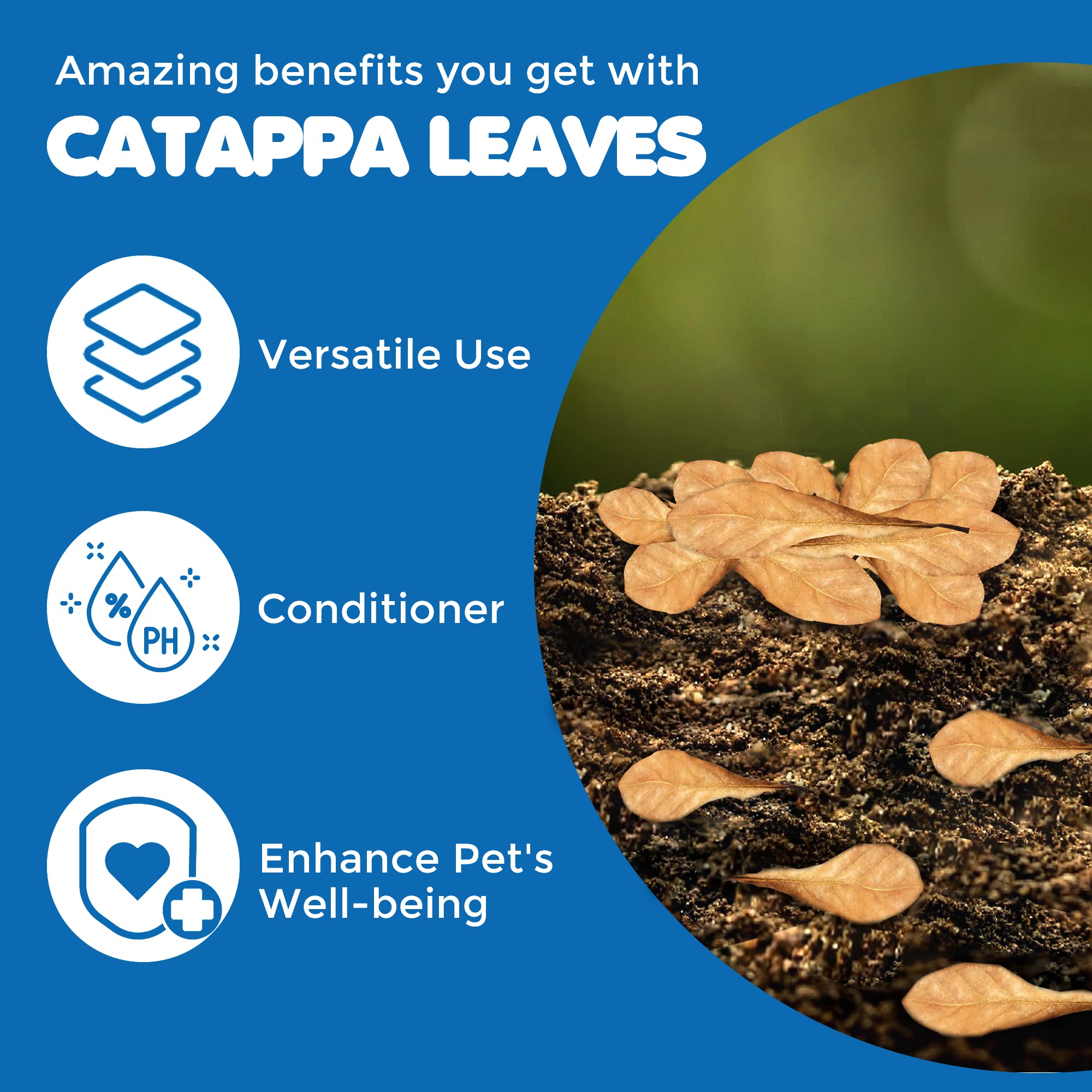 SunGrow Catappa caracoles disfrutando del entorno del tanque