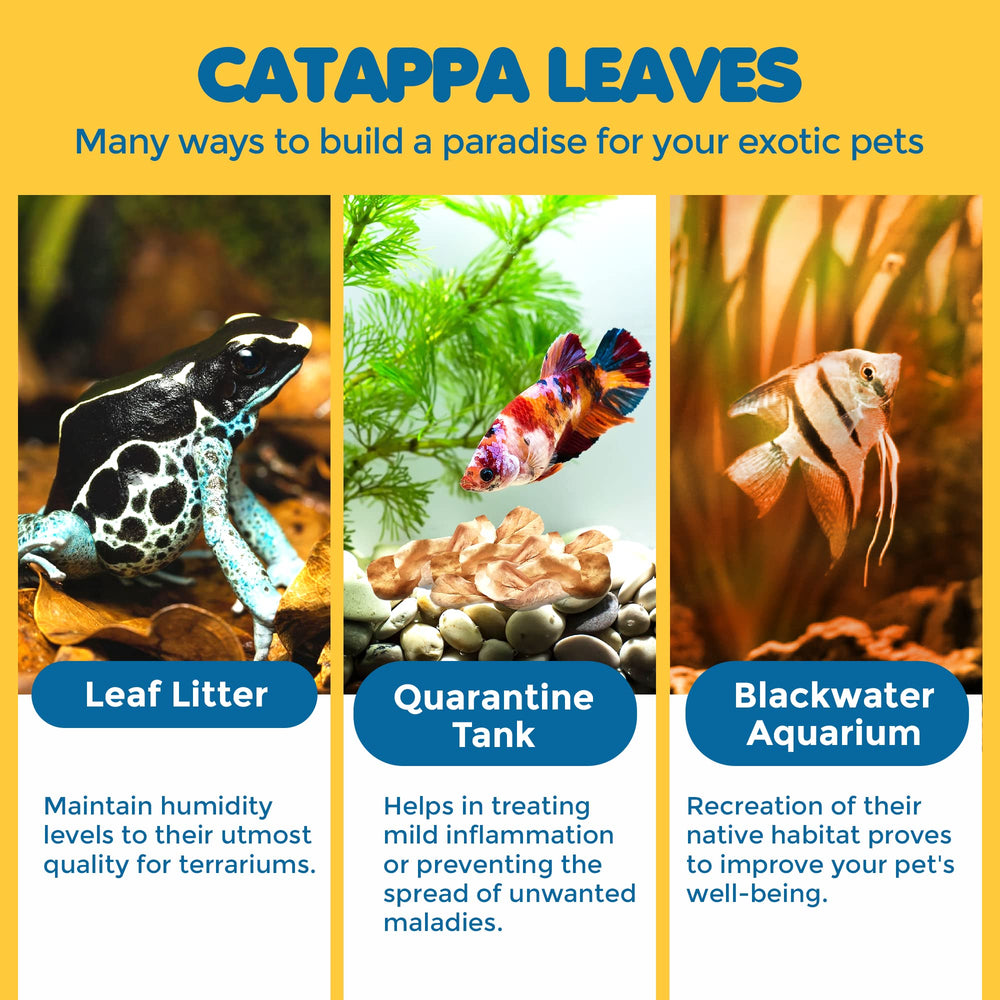 SunGrow Catappa hábitat natural para ranas y peces tímidos