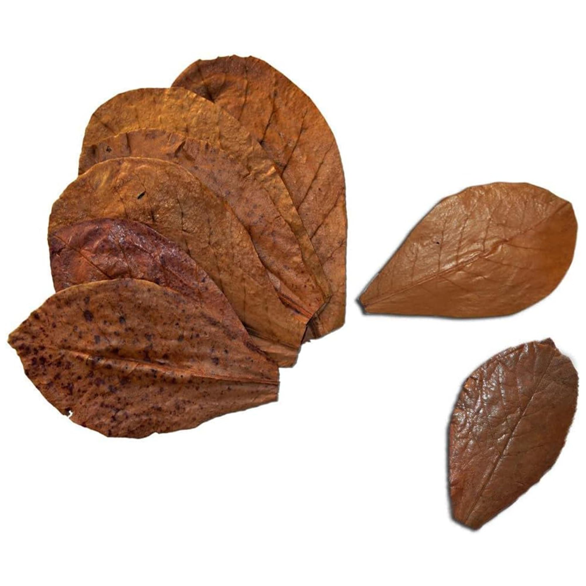SunGrow hojas almendro indio pequeñas para acuario