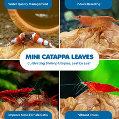 SunGrow hojas-catappa húmedas, fuente de alimento suave para camarones.
