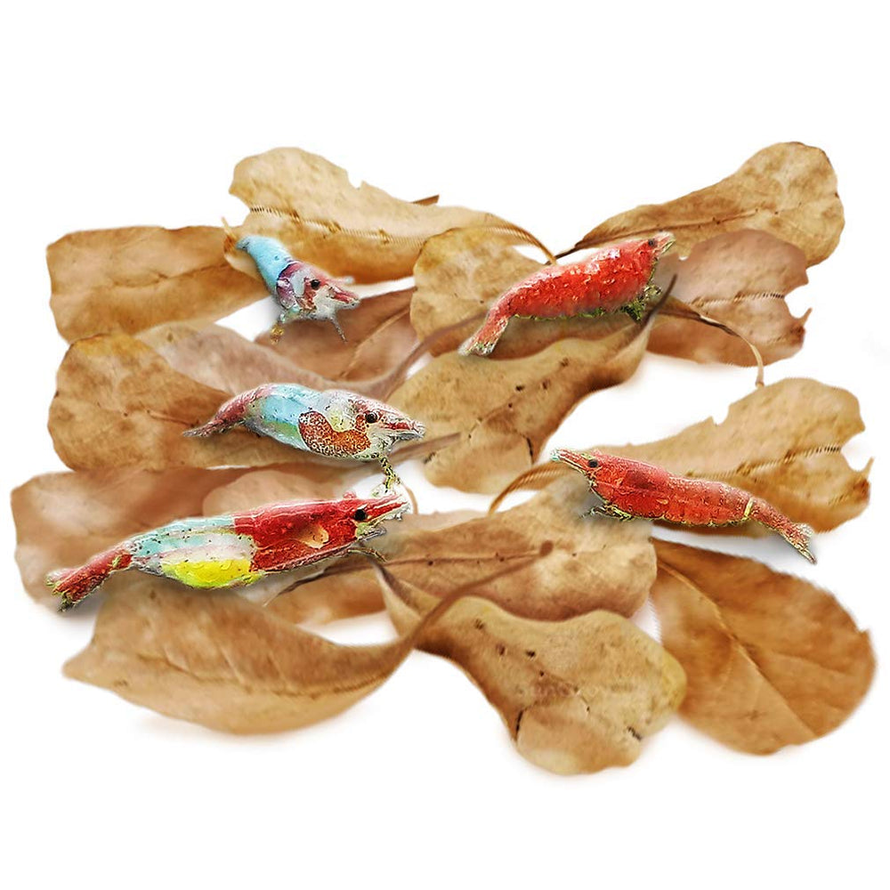 SunGrow hojas-catappa mini para acuario, crean refugio natural para camarones.