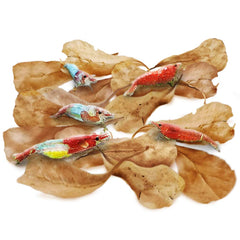 SunGrow hojas-catappa mini para acuario, crean refugio natural para camarones.