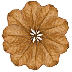 SunGrow hoja Catappa para acuario, color de agua té y hábitat más natural
