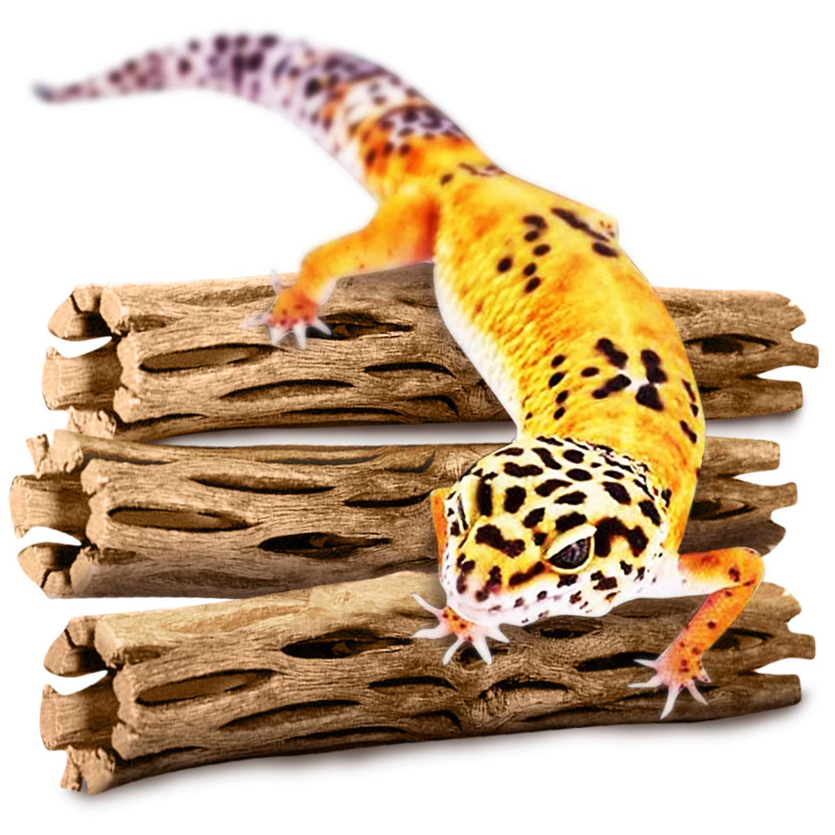SunGrow Madera cholla gecko leopardo, 5 pulgadas, complemento decorativo que estimula exploración