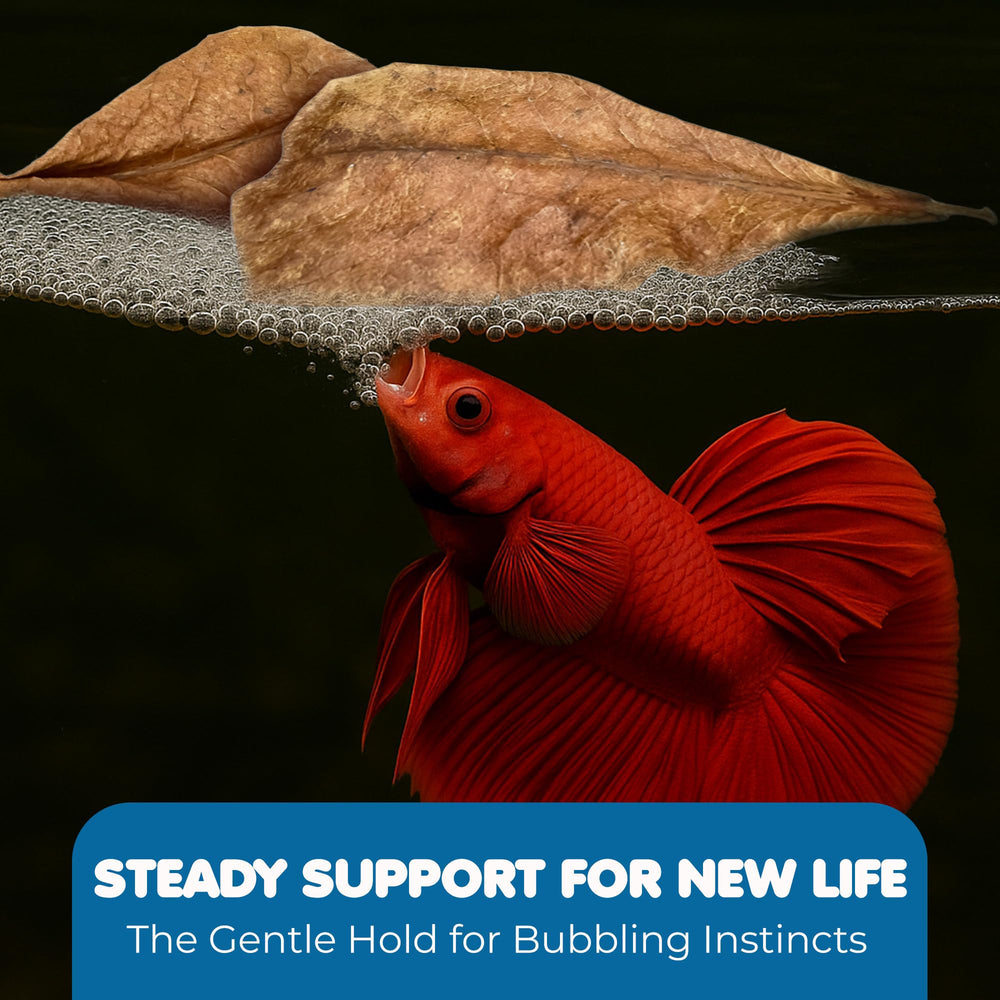 SunGrow nido de burbujas en acuario con hojas Catappa como soporte
