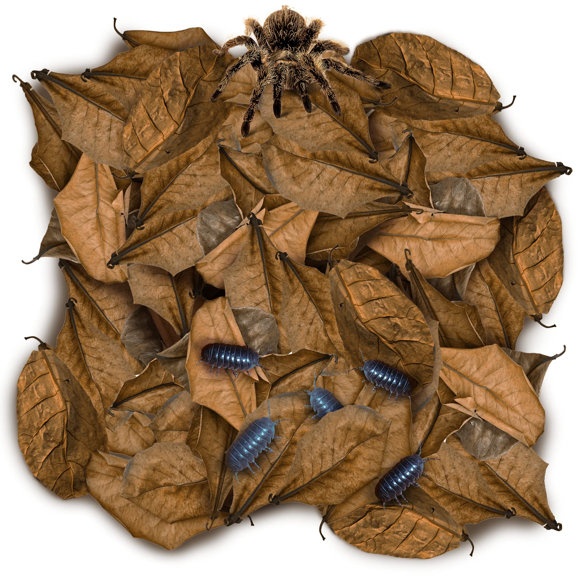 SunGrow pack de hojas mini Catappa de 2 pulgadas para iniciar hábitats con seguridad