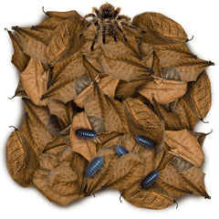 SunGrow pack de hojas mini Catappa de 2 pulgadas para iniciar hábitats con seguridad