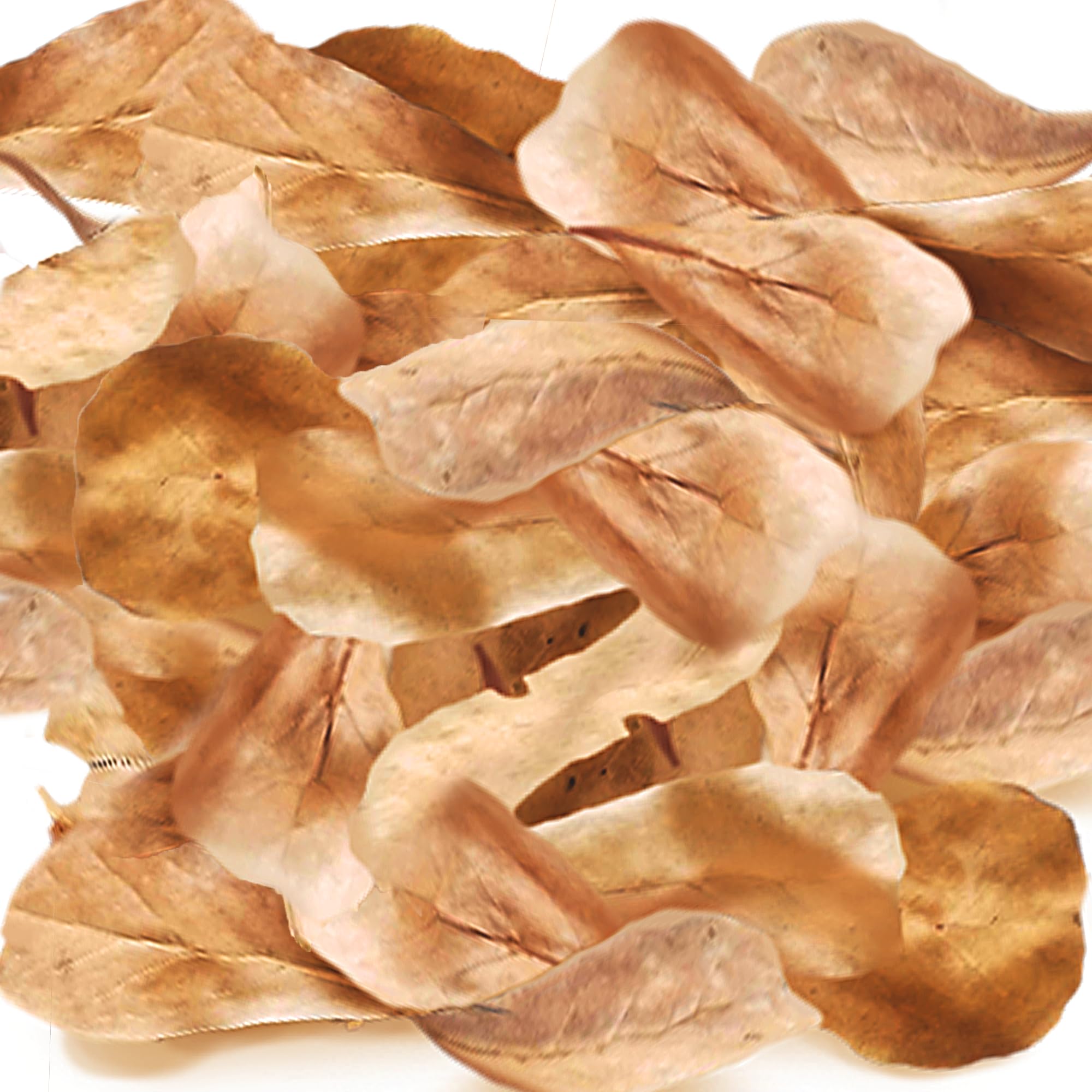 SunGrow hojas Catappa secas crean refugio seguro para tarántulas y aclimatación suave.