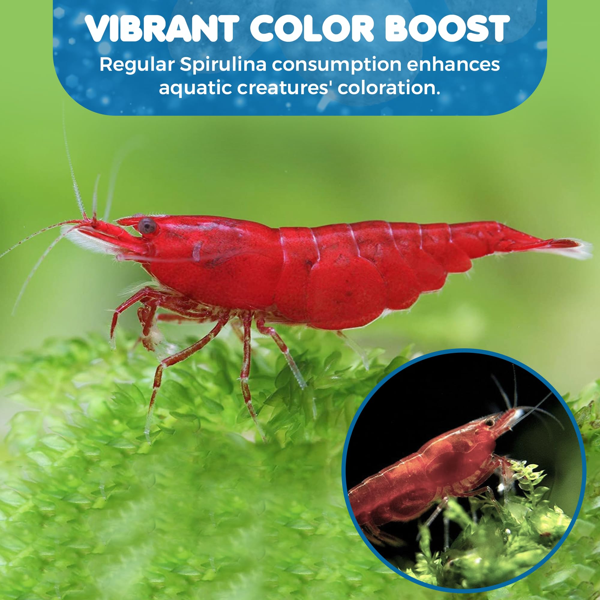 SunGrow reproducción camarones en acuario, mantiene ambiente propicio.