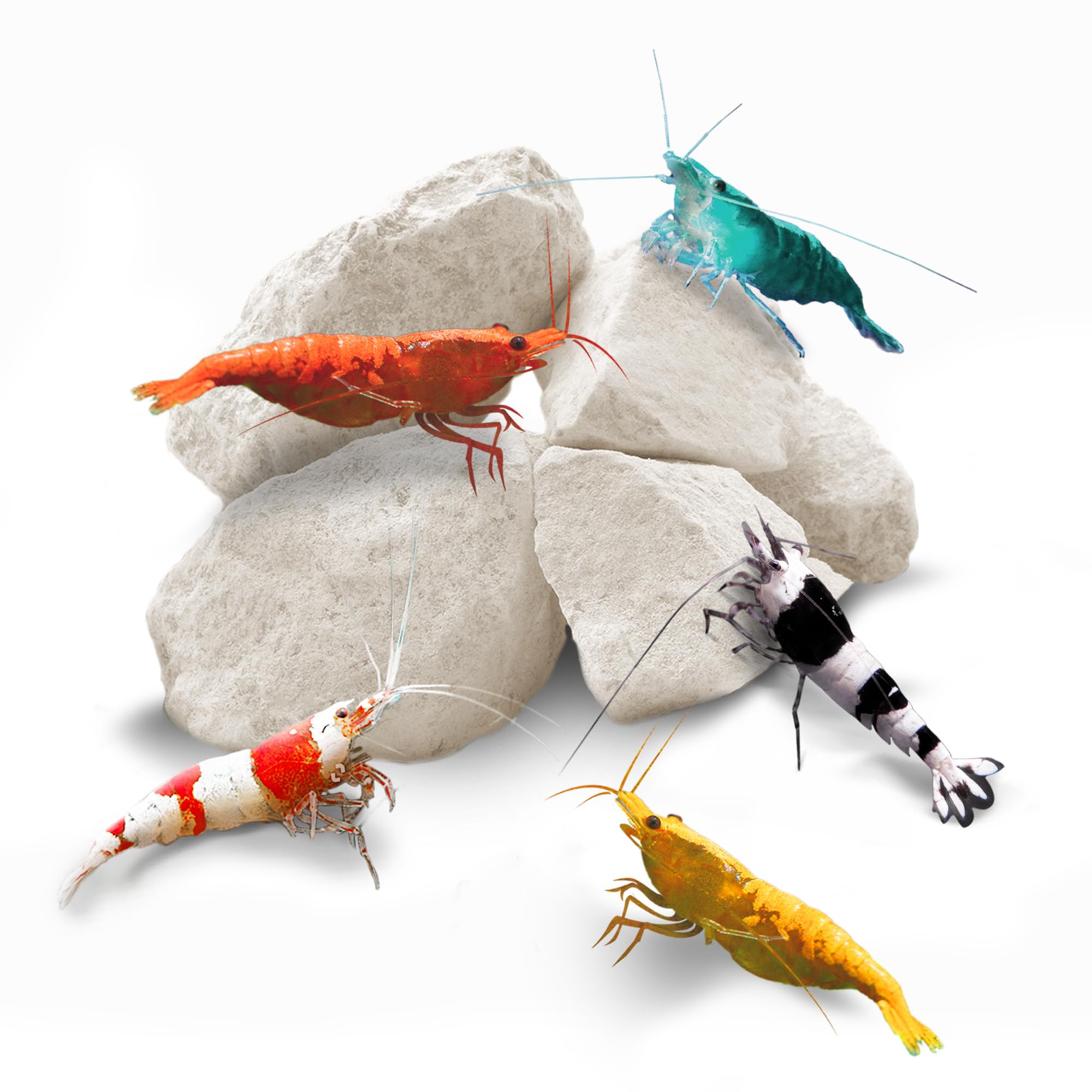 SunGrow rocas para camarones con calcio para caparazones más fuertes.