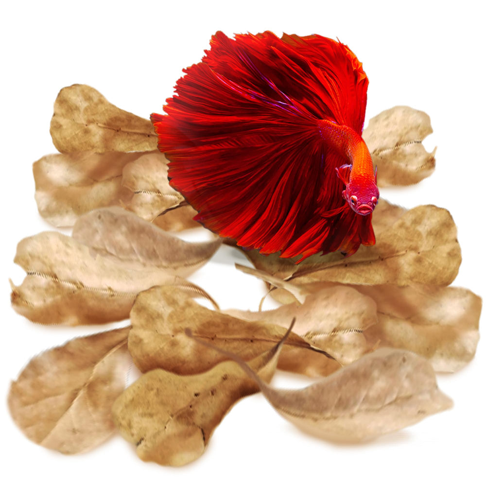 SunGrow hojas Catappa para acuarios pequeños y camarones, mejora estética