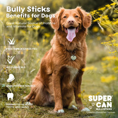 SUPER CAN BULLYSTICKS beneficios dentales: reducción de placa con uso regular.