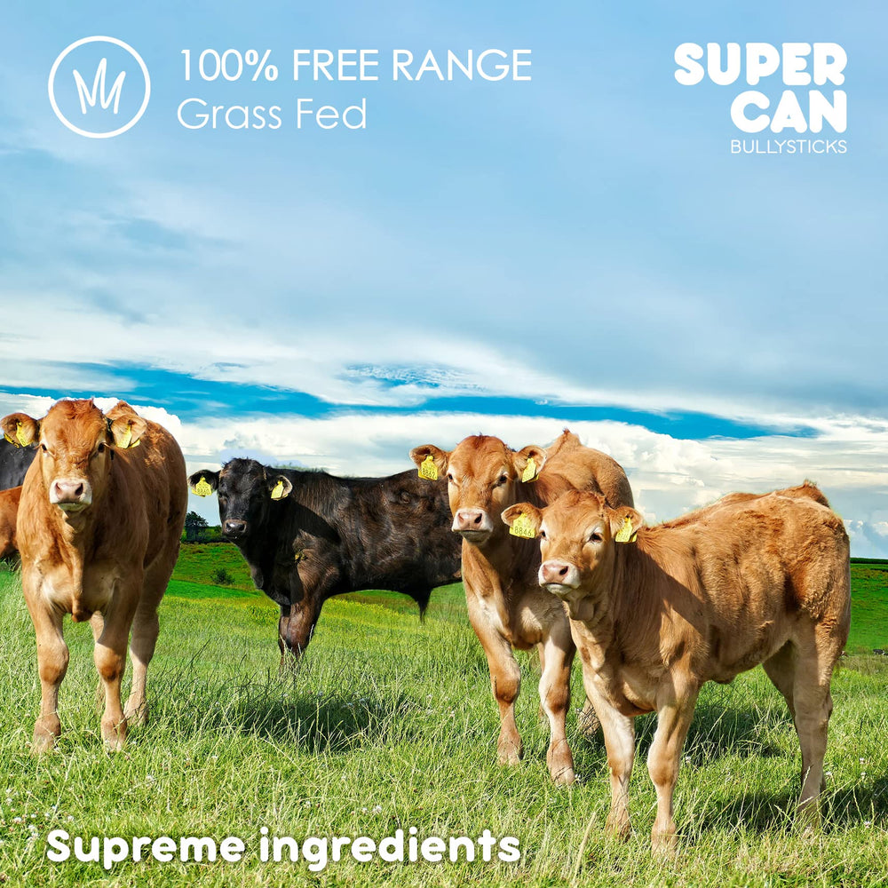 Uso diario con SUPER CAN BULLYSTICKS, entretenimiento para tu perro.