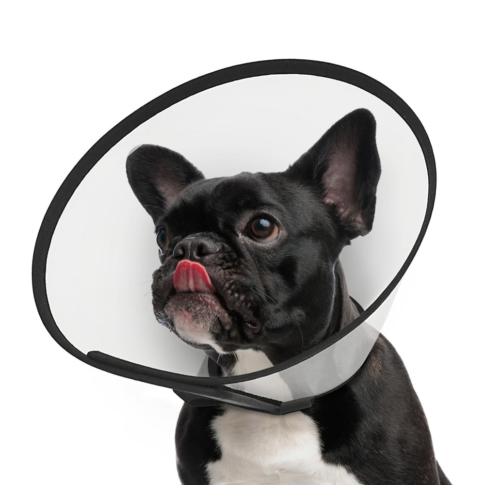 Supet cono ajustable para perro durante recuperación.