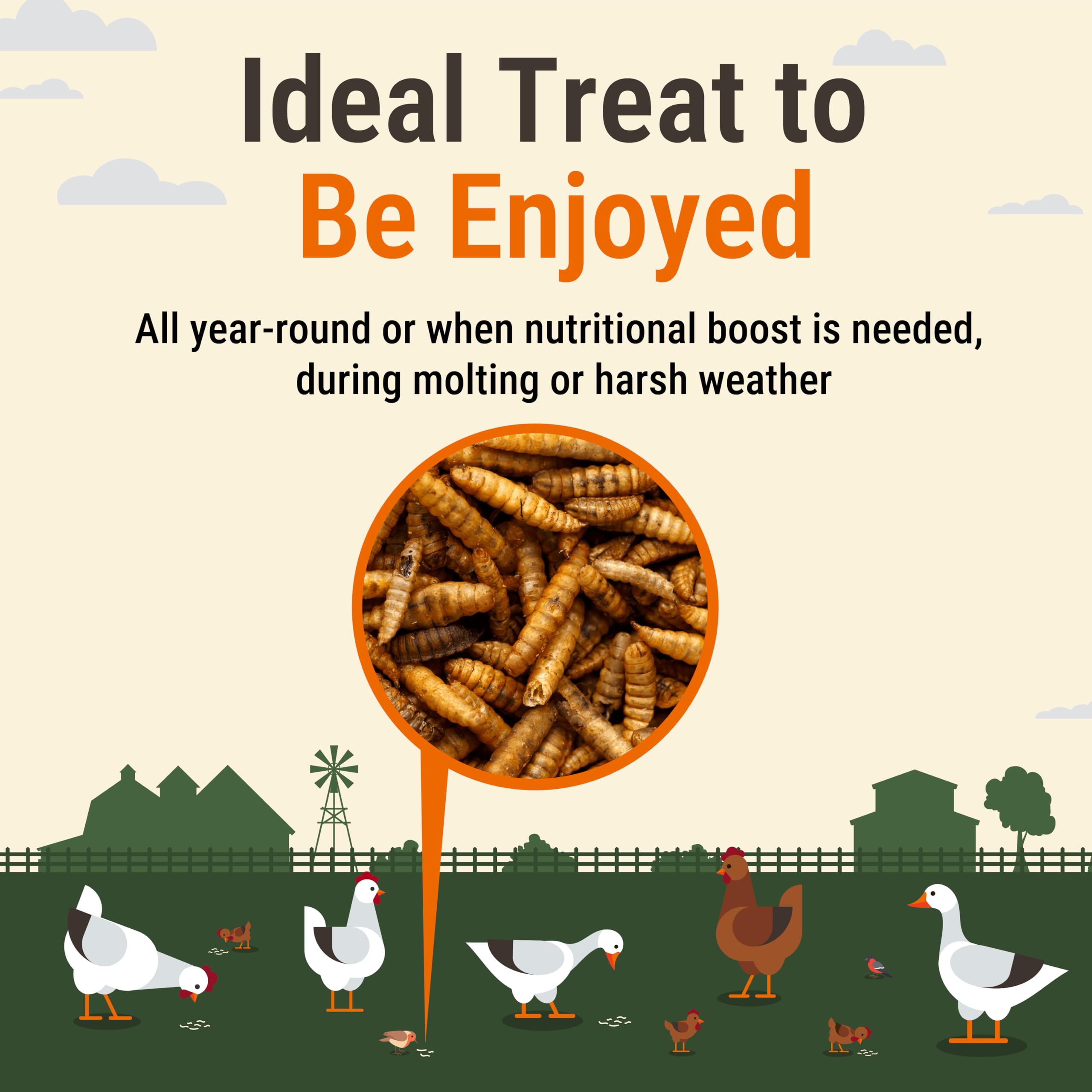 Supreme Grubs: beneficios inmunitarios de las larvas para el corral.
