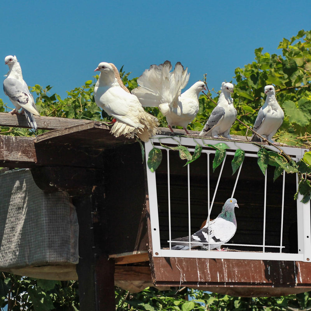 Suzile sistema entrada única para palomas, blanco, manejo seguro.