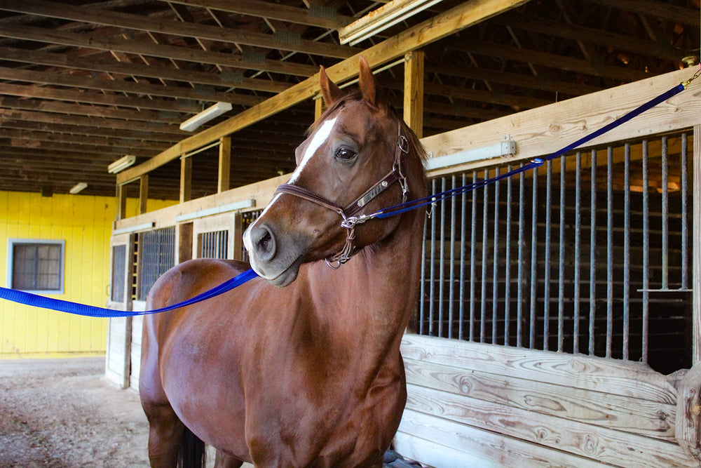Tack Shack de Ocala: cintas cruzadas de nylon para uso diario en establo.