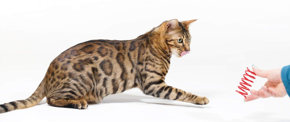 Juguetes espirales para agilidad y ejercicio en gatos, Tamu style