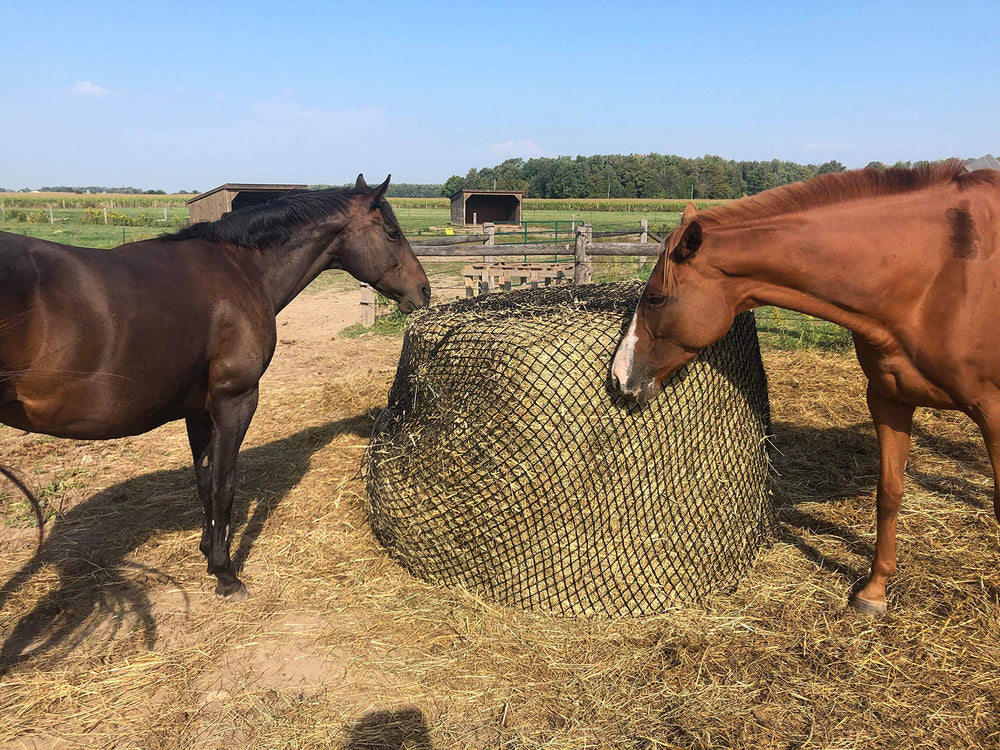 Tech Equestrian red de heno sin nudos 4-5 mm para boca suave del caballo
