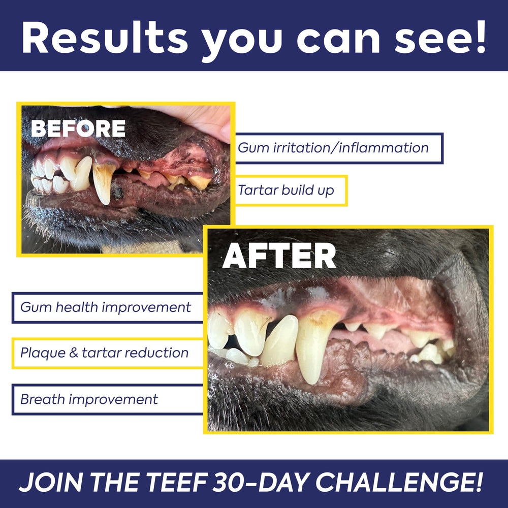 Perro bebiendo agua con Protektin42 para higiene dental diaria.
