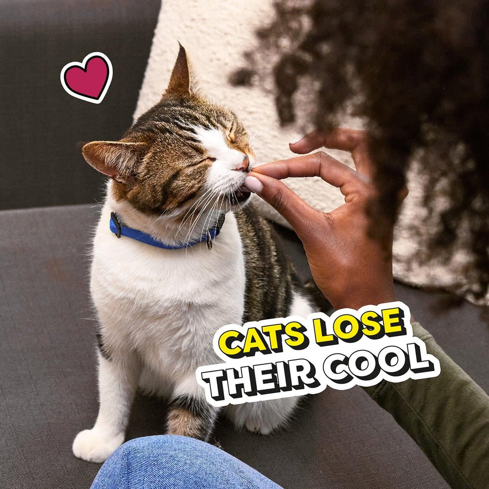 Temptations Cat Treats: primer plano de recubrimiento crujiente y centro suave.