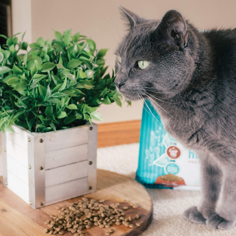 Tender & True, receta sin cereales, diseñada para gatos con necesidades de dieta sin granos.
