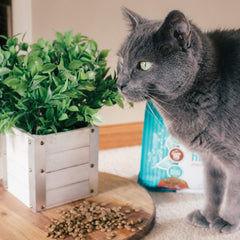 Tender & True, receta sin cereales, diseñada para gatos con necesidades de dieta sin granos.