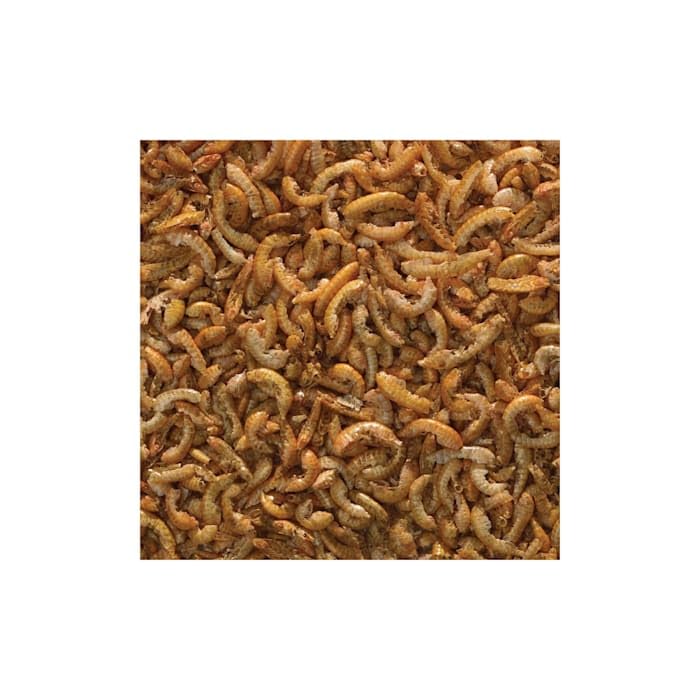 Tetra BabyShrimp, peces grandes disfrutando pequeños trozos como premio.