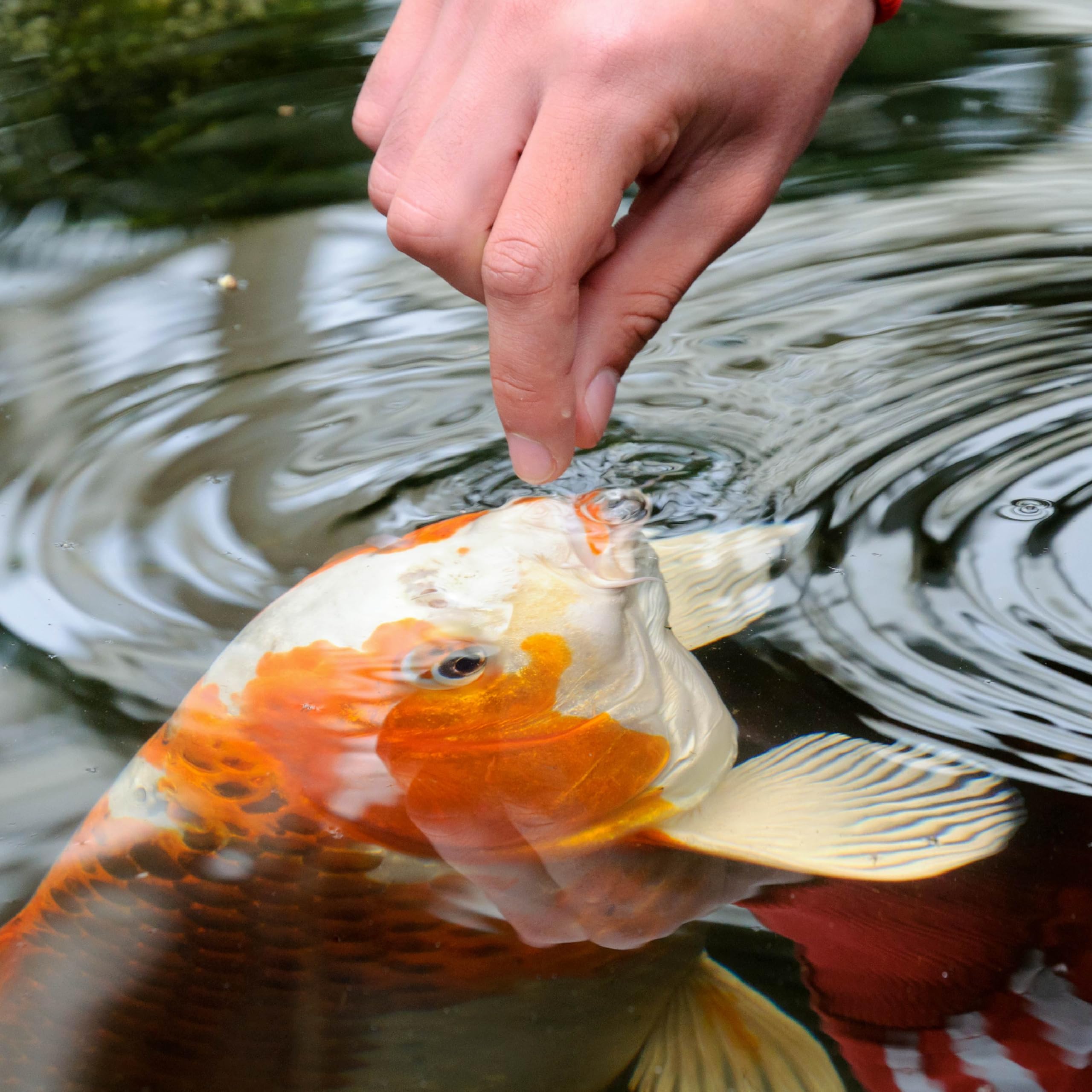 Mejora la coloracion de los peces con tetrapond mezcla-variedad durante primavera.