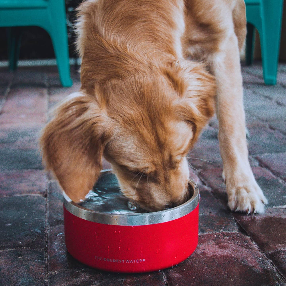 The Coldest Water bol-chien-design-durable: choix fiable et élégant pour l'espace repas.