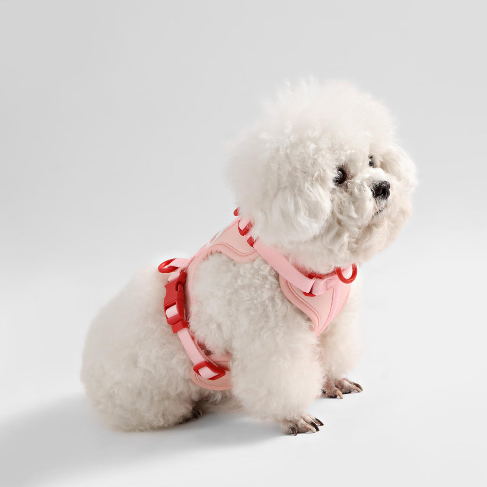 THE LICKER STORE Arlo ajuste de cuatro correas para comodidad