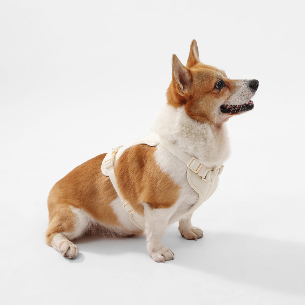 THE LICKER STORE Arlo arnés disponible en 14 colores elegantes.