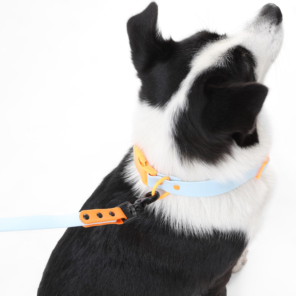 THE LICKER STORE WLK1006D-5SET Uso en todo clima: collar y correa resistentes.