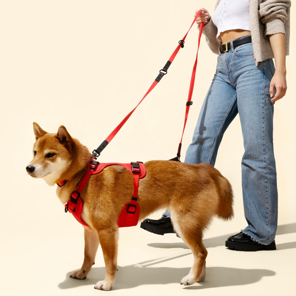 THE LICKER STORE WLK1006M-5SET Luna Large: linterna LED recargable para paseos nocturnos