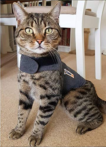Thundershirt para gatos, chaqueta calmante, uso en casa durante momentos estresantes.