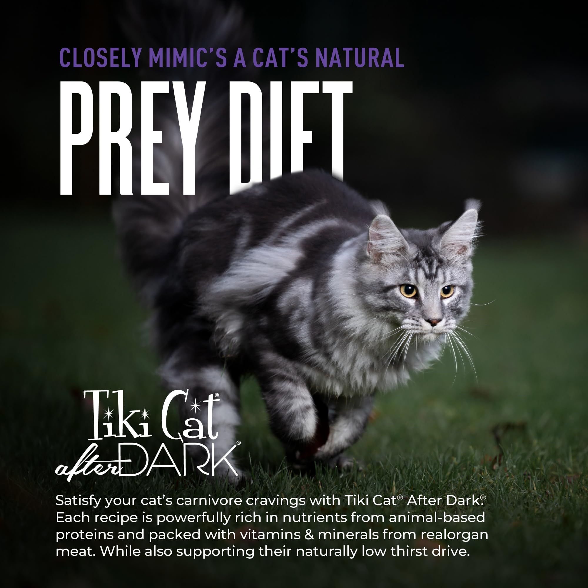 Tiki Cat After Dark Shreds Ingredientes nutritivos, carne y órganos para bienestar.