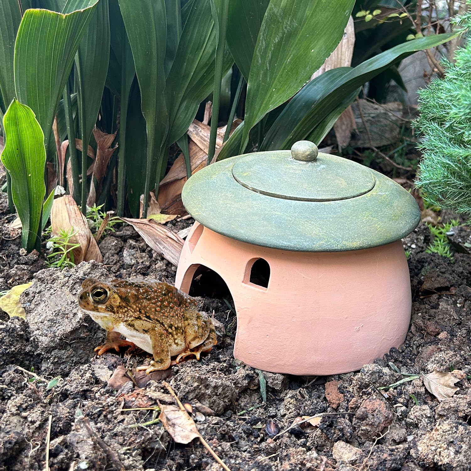 Hogar de jardín para anfibios de Tino Kino
