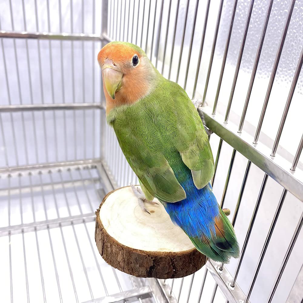 Tolmiow columpio para loros con campanas, añade diversión y estimulación sensorial.