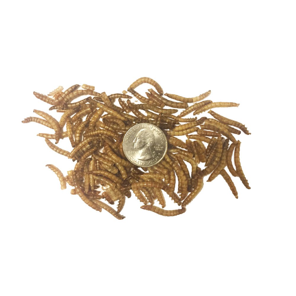 TradeKing gusanos de harina secos para reptiles