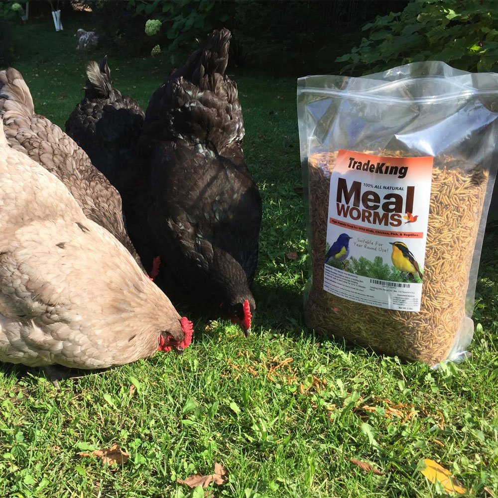 TradeKing gusanos de harina secos para aves silvestres, fuente de proteína natural.