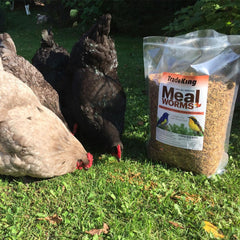 TradeKing gusanos de harina secos para aves silvestres, fuente de proteína natural.
