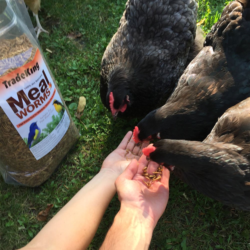 TradeKing gusanos de harina secos para gallinas, premio nutritivo diario.