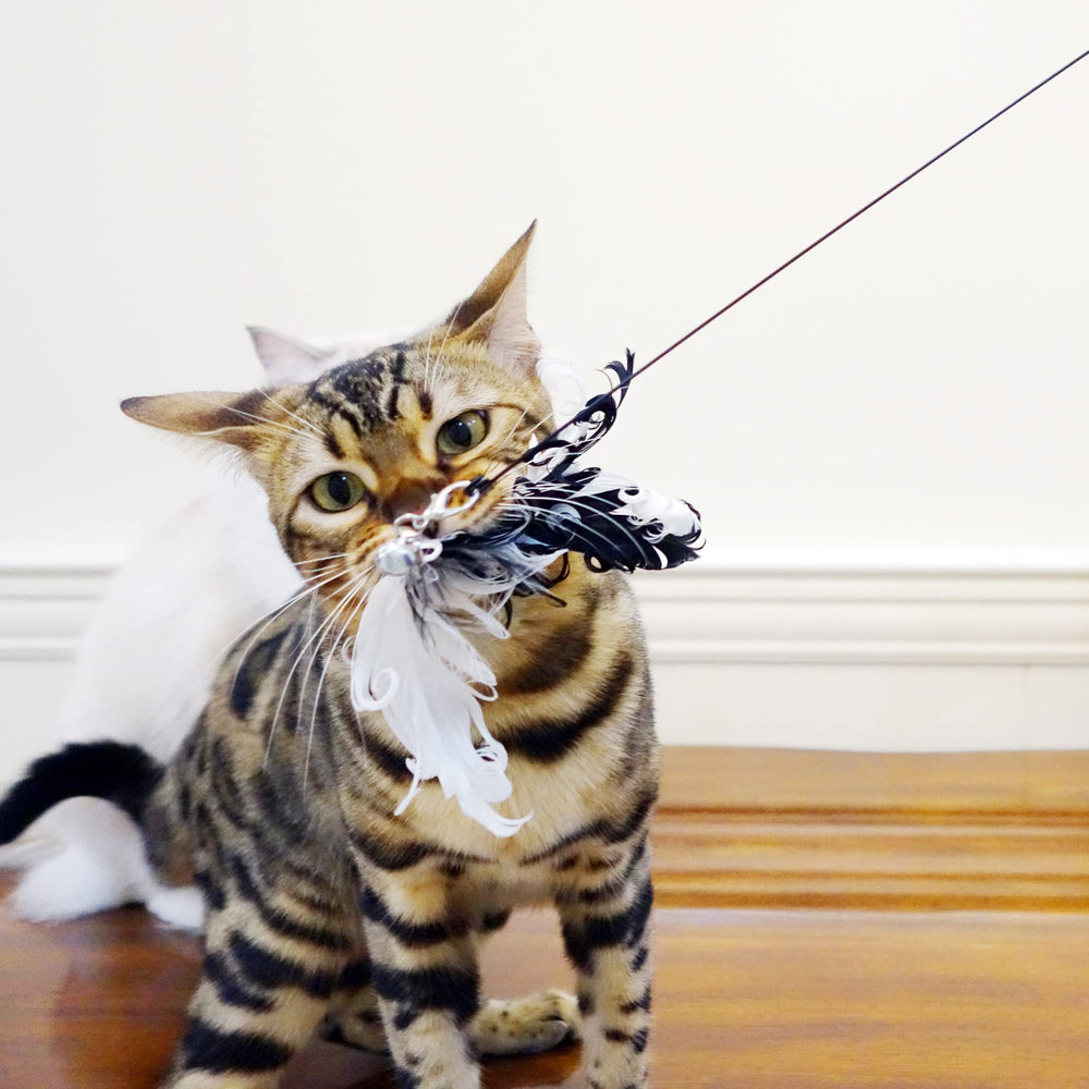 TTcat entrega de actividad para gatos, juego en interiores y estimulación diaria.